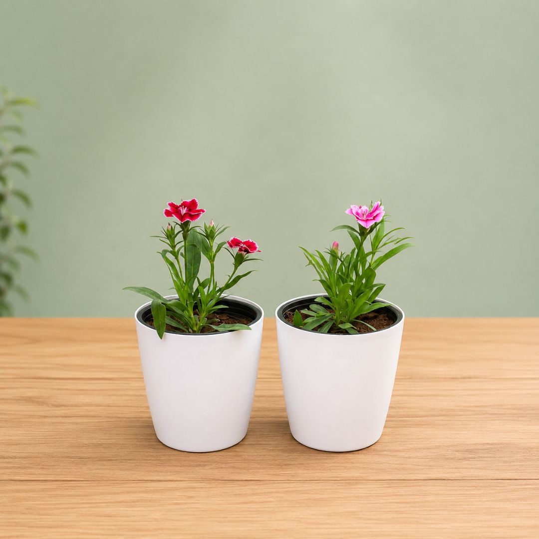 Set of 2 - Dianthus (Red) in 6 Inch White Premium Orchid Plastic Pot