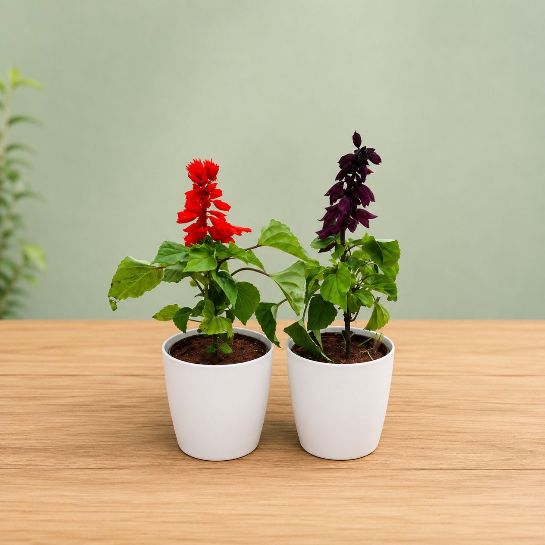 Set of 2 - Salvia (Red) in 6 Inch White Premium Orchid Plastic Pot