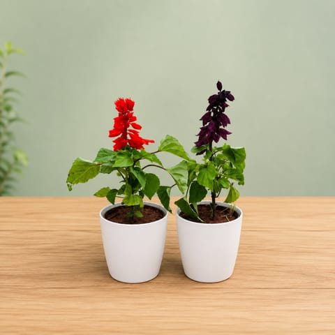Set of 2 - Salvia (Red) in 6 Inch White Premium Orchid Plastic Pot