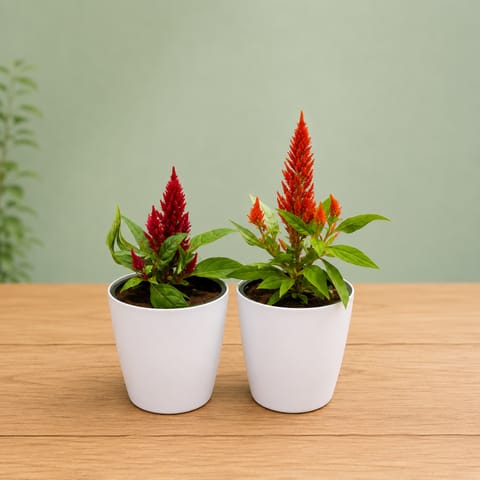 Set of 2 - Celosia (Red) in 6 Inch White Premium Orchid Plastic Pot