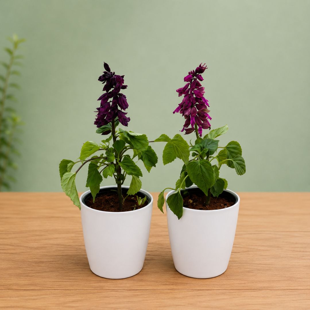 Set of 2 - Salvia (Purple) in 6 Inch White Premium Orchid Plastic Pot