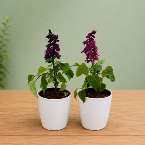 Set of 2 - Salvia (Purple) in 6 Inch White Premium Orchid Plastic Pot