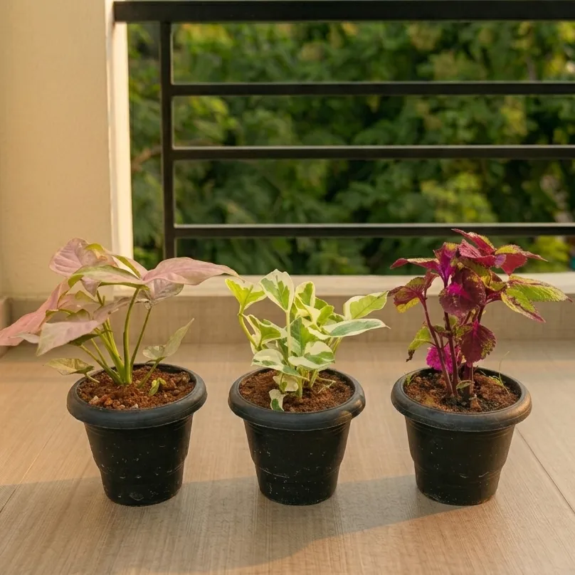 Set of 3 - Syngonium Pink, Coleus & Money Plant N'Joy in 4 Inch Black Classy Plastic Pot