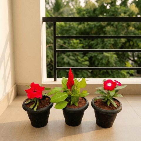 Set of 3 - Petunia (Red), Periwinkle (Red) & Celosia ( Red) in 4 Inch Black Classy Plastic Pot