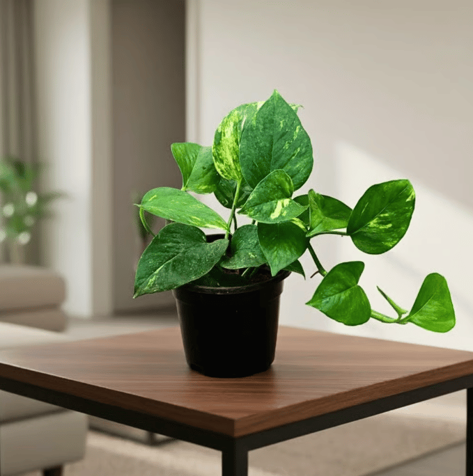 Beginner Friendly - Money Plant Green in 4 Inch Nursery Pot