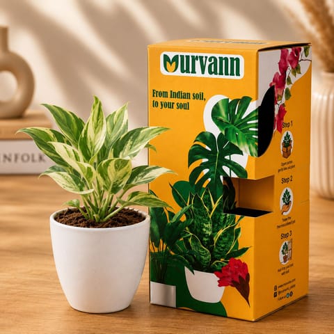 Money Plant N'joy in 4 Inch White Premium Orchid Round Plastic Pot�- in Premium Gifting Box