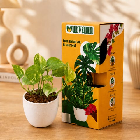 Money Plant Green in 4 Inch White Premium Orchid Round Plastic Pot�- in Premium Gifting Box
