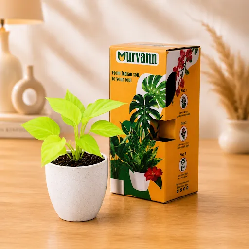 Money Plant Golden in 4 Inch White Premium Orchid Round Plastic Pot - in Premium Gifting Box