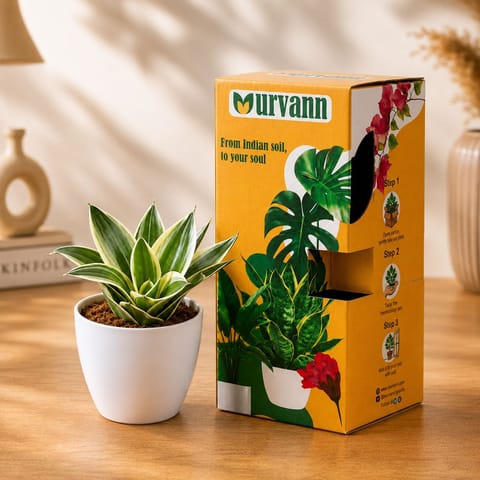 Snake Golden in 4 Inch White Premium Orchid Round Plastic Pot - in Premium Gifting Box