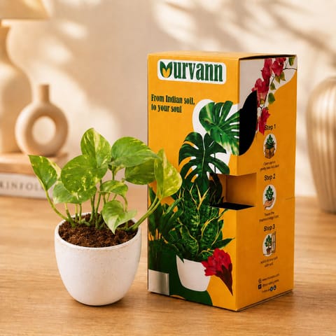 Money Plant Green in 4 Inch White Premium Orchid Round Plastic Pot?- in Premium Gifting Box
