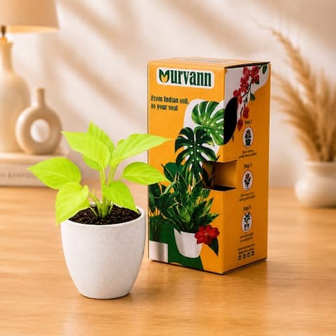 Money Plant Golden in 4 Inch White Premium Orchid Round Plastic Pot?- in Premium Gifting Box