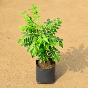 Curry Patta (~1.5-2 Ft) in 8 Inch Nursery Bag
