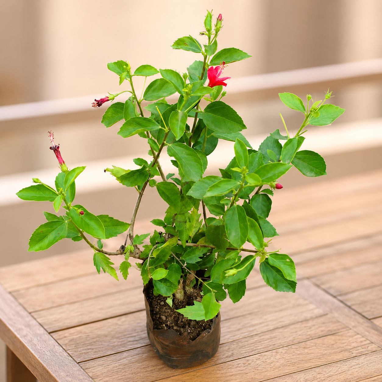 Hibiscus Red in 6 Inch Nursery Bag