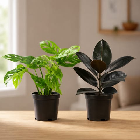 Low Maintenance Duo - Rubber Black & Monstera Broken Heart in 4 Inch Nursery pots
