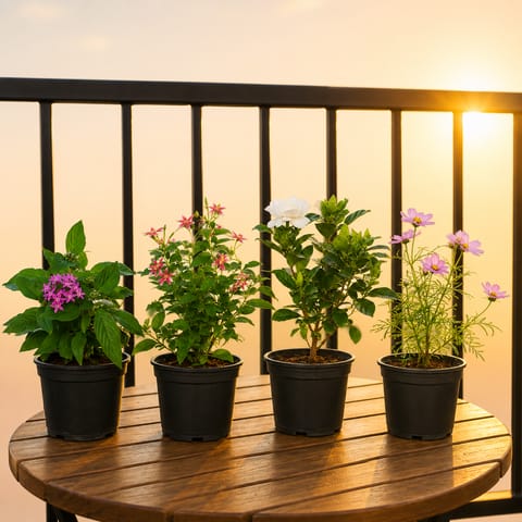Garden Blooms - Set of 4 - Madhu Malti, Gardenia, Pentas & Cosmos in 5 Inch Nursery Pot