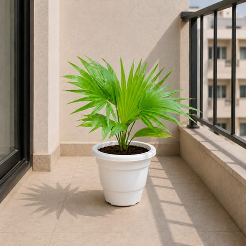 China Palm / Fan Palm in 8 Inch White Classy Plastic Pot