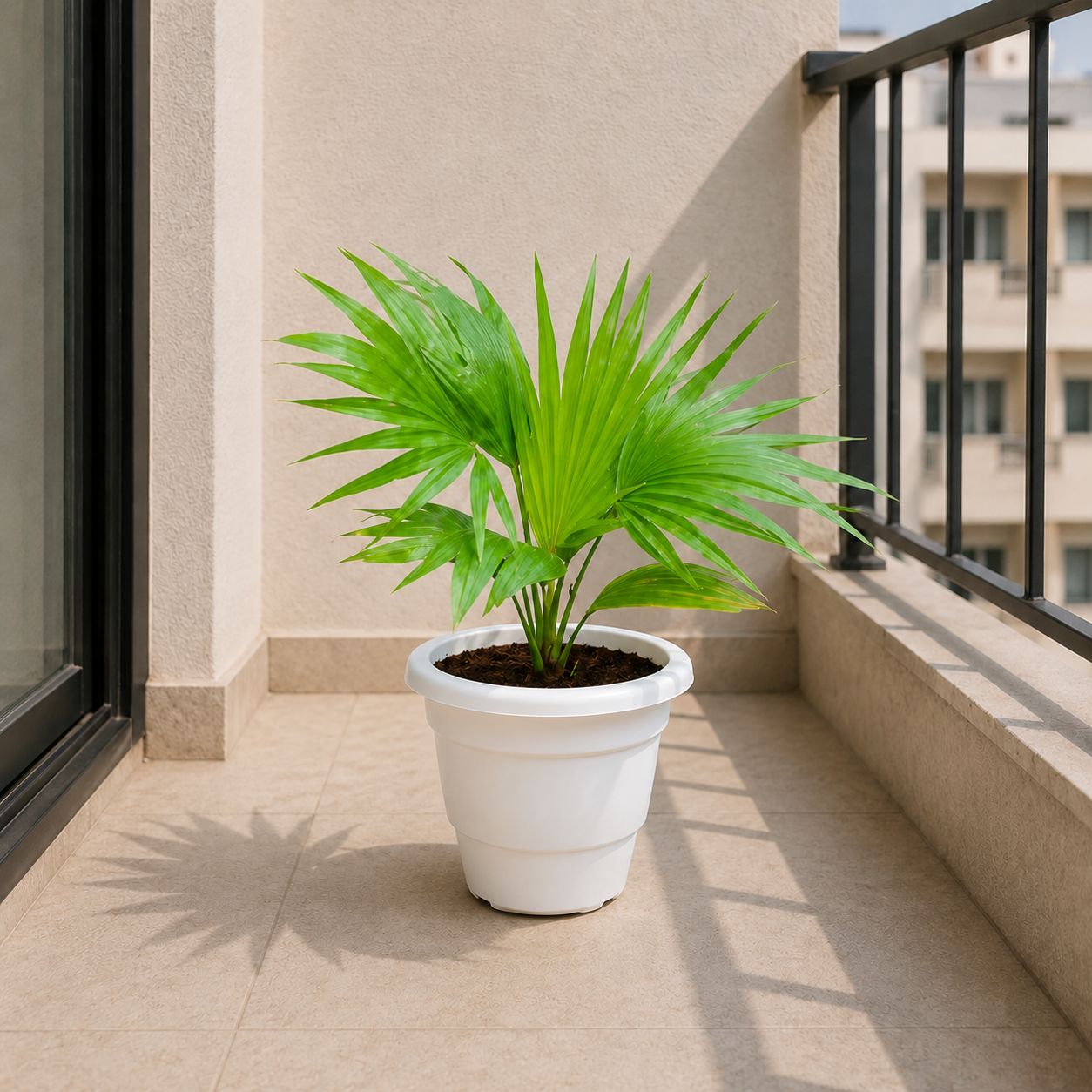 China Palm / Fan Palm in 8 Inch White Classy Plastic Pot