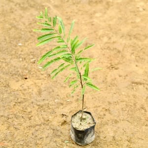 Amla / Indian Gooseberry ~1-1.5 ft) in 4 Inch Nursery Bag