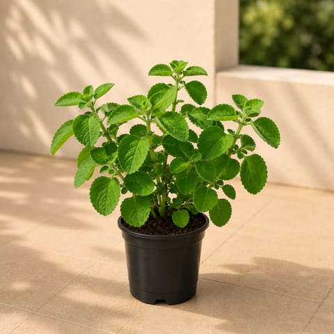 Ajwain / Carom plant in 4 Inch Nursery Pot