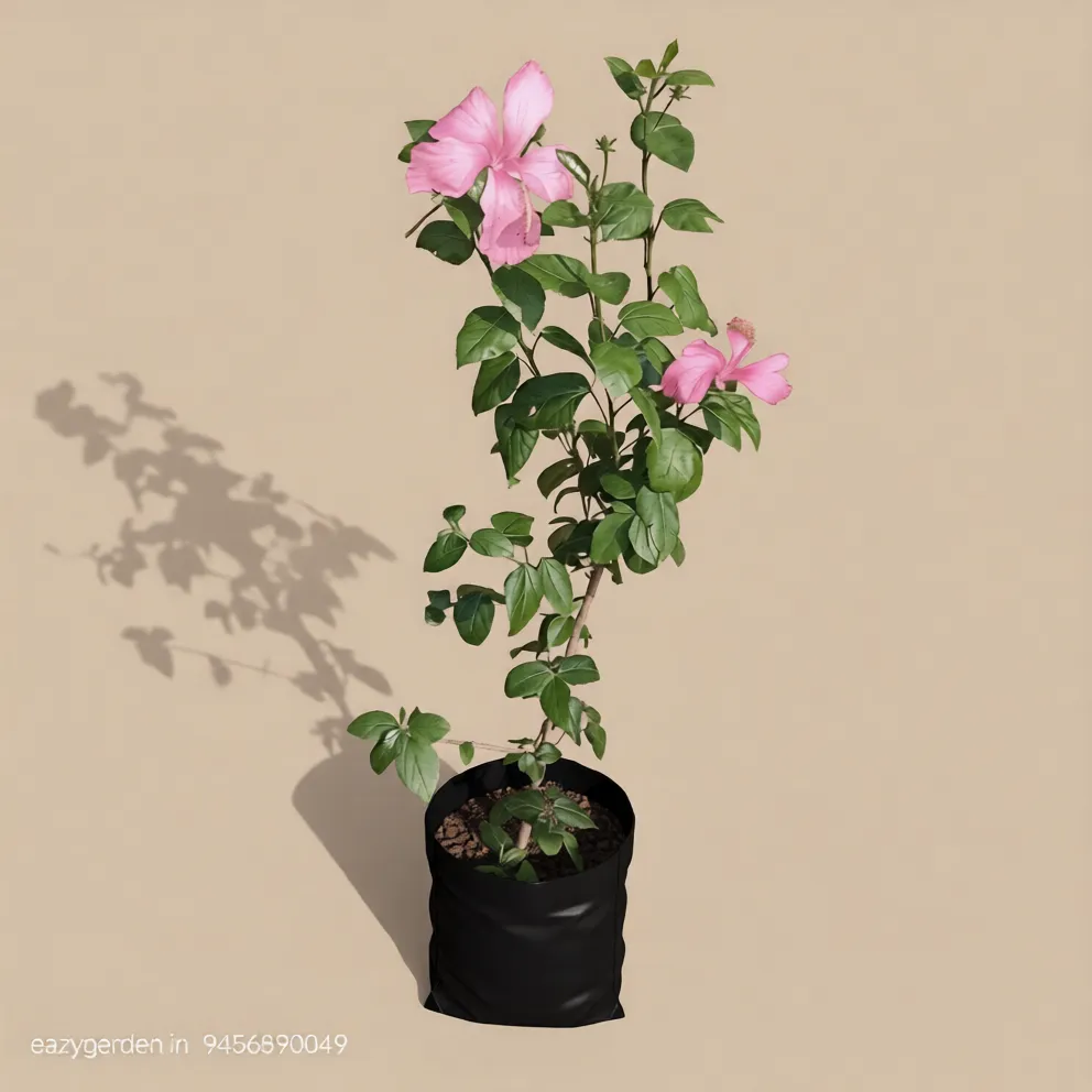 Desi Pink Hibiscus / Gudhal in 8 Inch Nursery Bag
