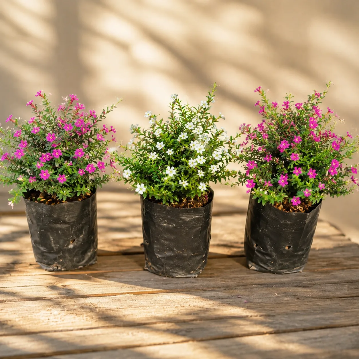Set of 3 - Cuphea (Any Colour) In 4 Inch Nursery bags