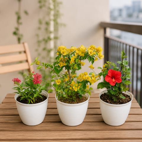 Set of 3 - Pentas Red, Bougainvillea Yellow & Hibiscus Red in 08 Inch White Marble Premium Milo Round Plastic Pot