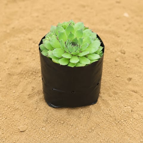 Lakshmi Kamal Succulent in 3 inch Nursery Bag