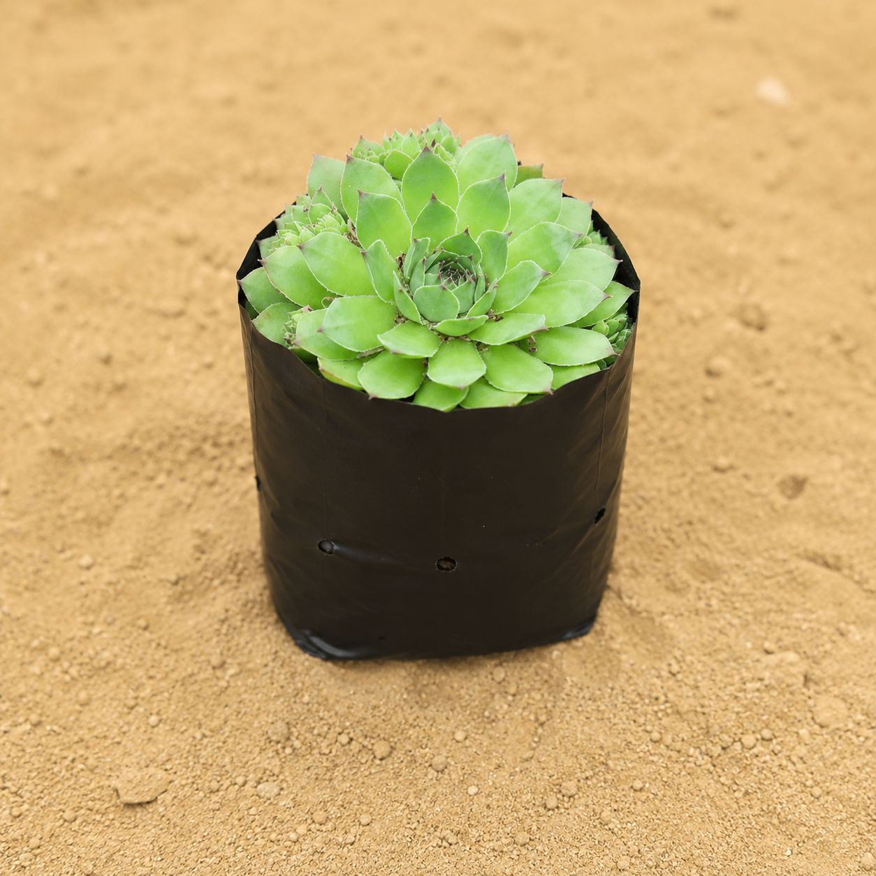 Lakshmi Kamal Succulent in 3 inch Nursery Bag