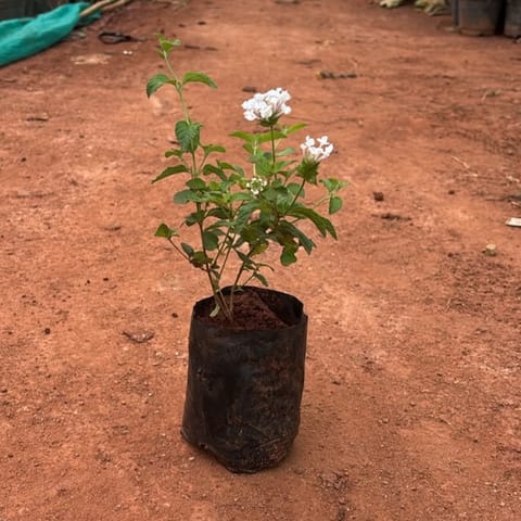 Lantana White in 3 Inch Nursery Bag