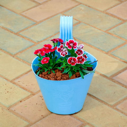 Dianthus Red in 7 Inch Blue Single Hook Hanging Plastic Pot