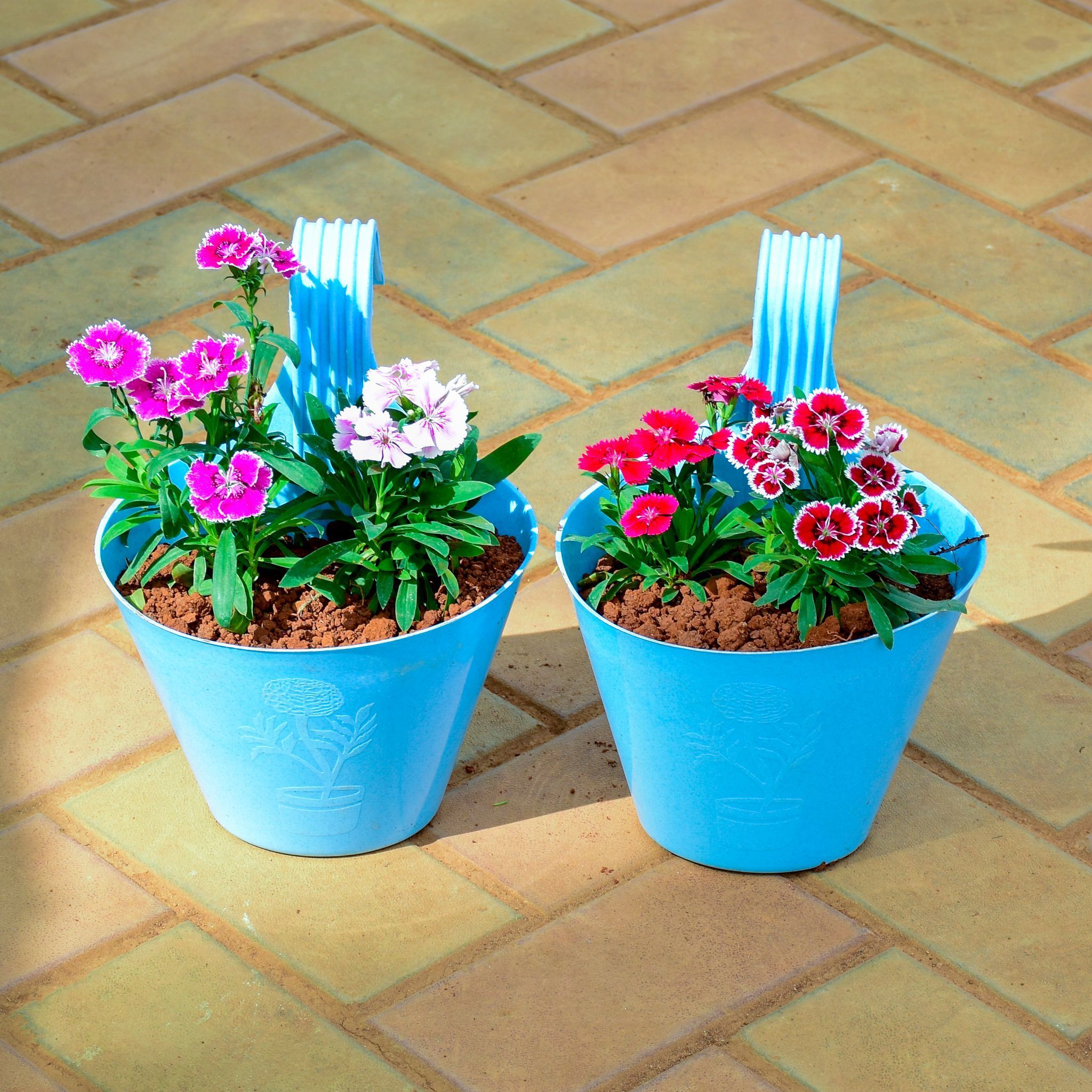 Set of 2 - Dianthus (Any Colour) in 7 Inch Blue Single Hook Hanging Plastic Pot