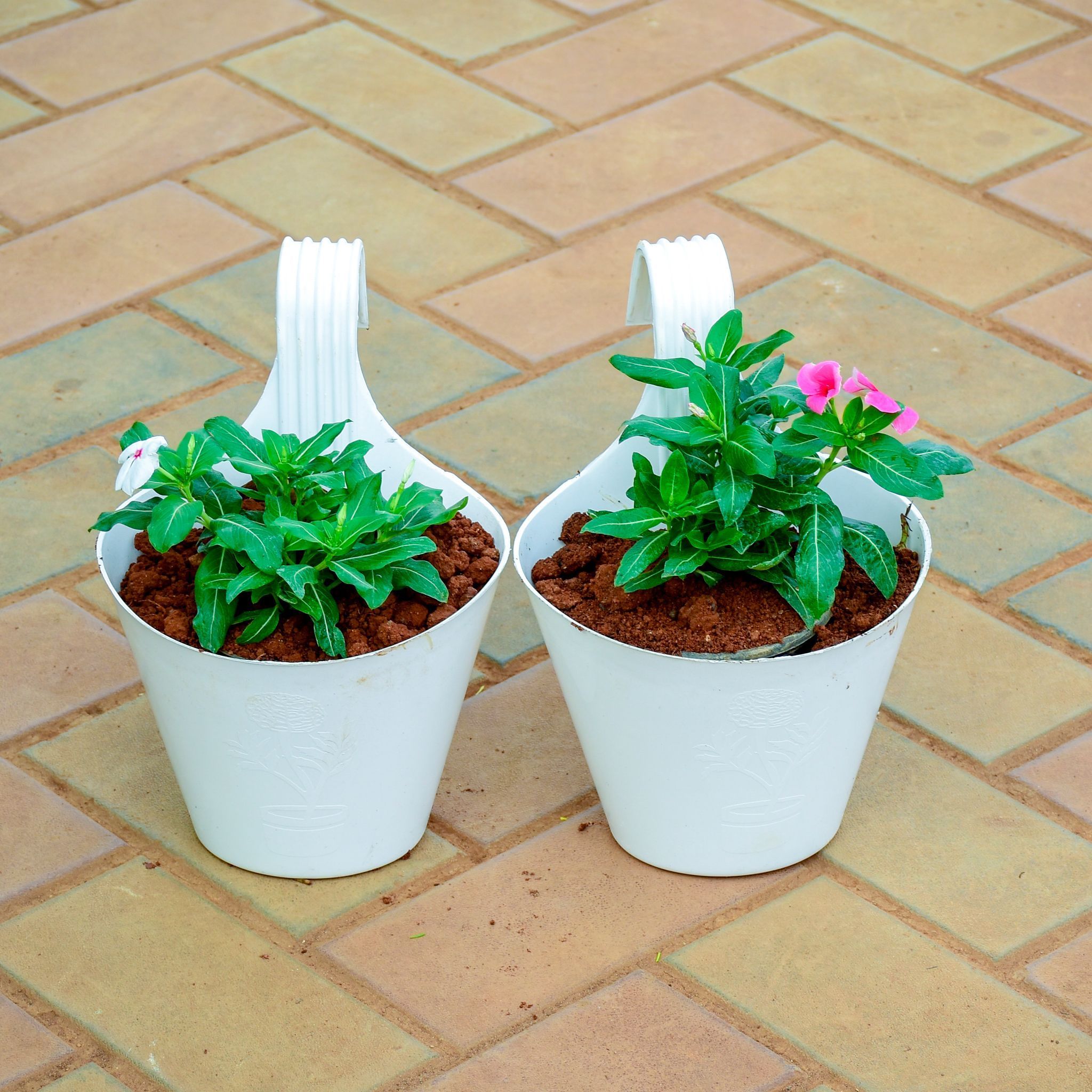 Set of 2 - Periwinkle / Sadabahar / Vinca White Pink in 7 Inch White Single Hook Hanging Plastic Pot