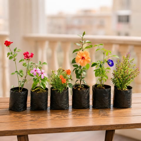 Monsoon Flower Garden: Set of 6 - Periwinkle, Portulaca Moss Rose, Desi Rose, Aparajita, Hibiscus Desi & Cuphea in 4 inch Nursery Bag | Colour Splash Flowering Combo