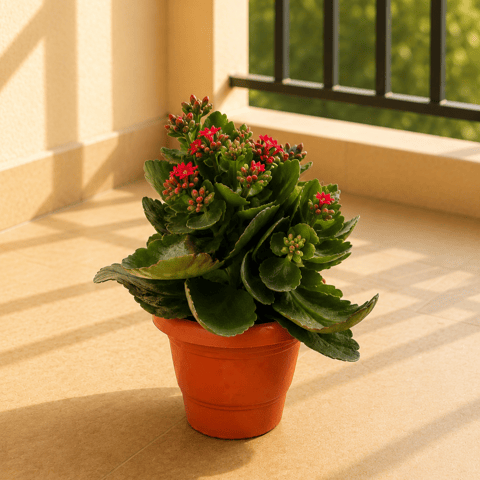 Kalanchoe Red in 4 Inch Classy Red Plastic Pot