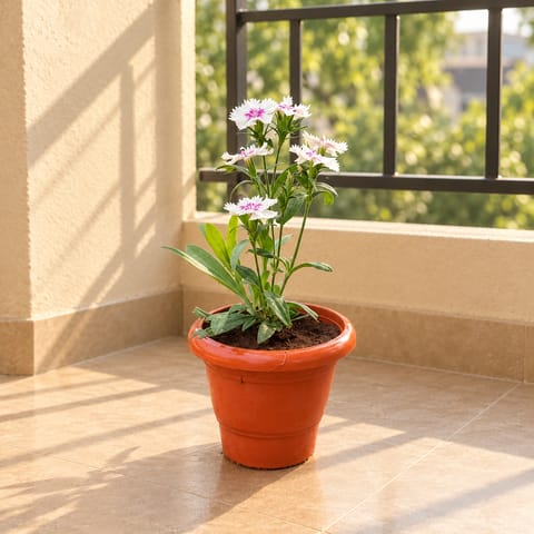 Dianthus White in 4 Inch Classy Red Plastic Pot