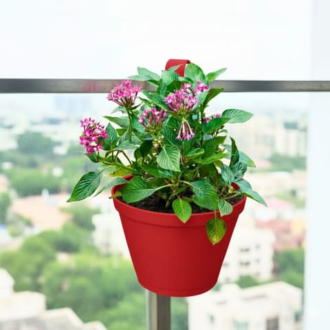 Pentas (Any Colour) in 8 Inch Red Single Hook Hanging Plastic Pot