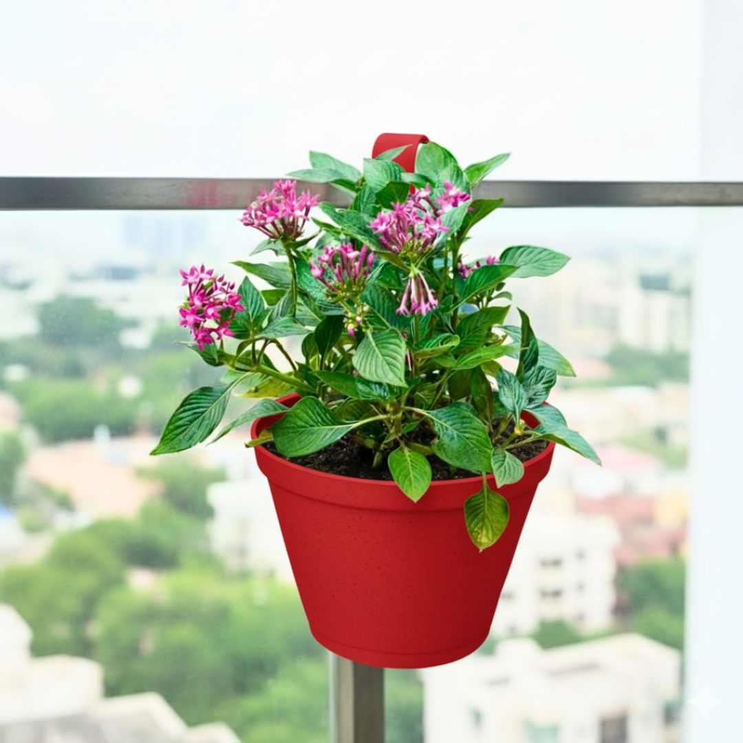 Pentas (Any Colour) in 8 Inch Red Single Hook Hanging Plastic Pot