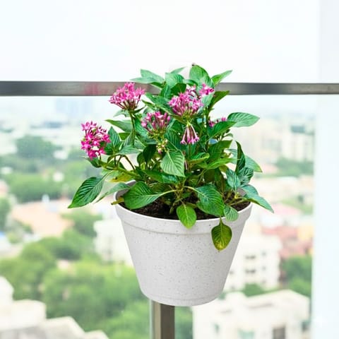 Pentas (Any Colour) in 8 Inch White Single Hook Hanging Plastic Pot
