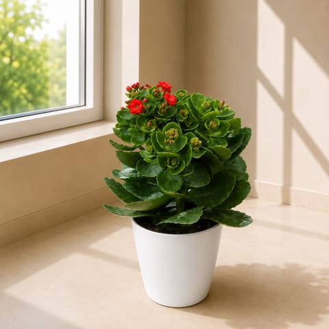 Kalanchoe Red in 6 Inch White Orchid Plastic pot