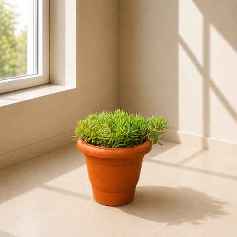 Sedum Golden Succulent in 4 Inch Classy Red Plastic Pot