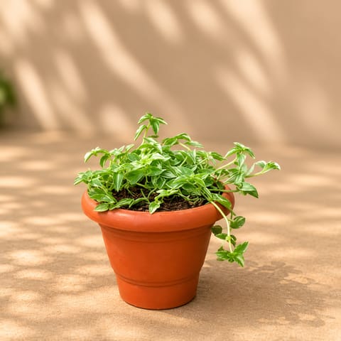Turtle Vine Green in 4 Inch Classy Red Plastic Pot