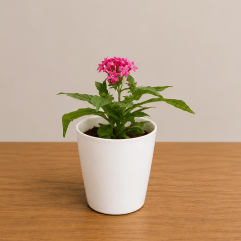 Pentas (any colour) in 6 Inch White Premium Orchid Round Plastic Pot