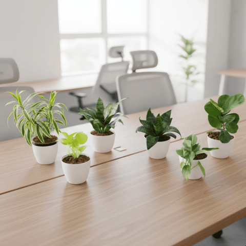Indoor Table Top Steal - Set of 6 - Song of India, Snake Green, Fiddle Leaf Fig / Ficus Lyrata, Money Plant Golden, Philodendron Green & Syngonium White in 5 Inch Premium Sphere Plastic Pot