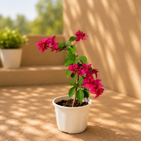 Bougainvillea (any colour) in 6 inch Super Nursery Pot