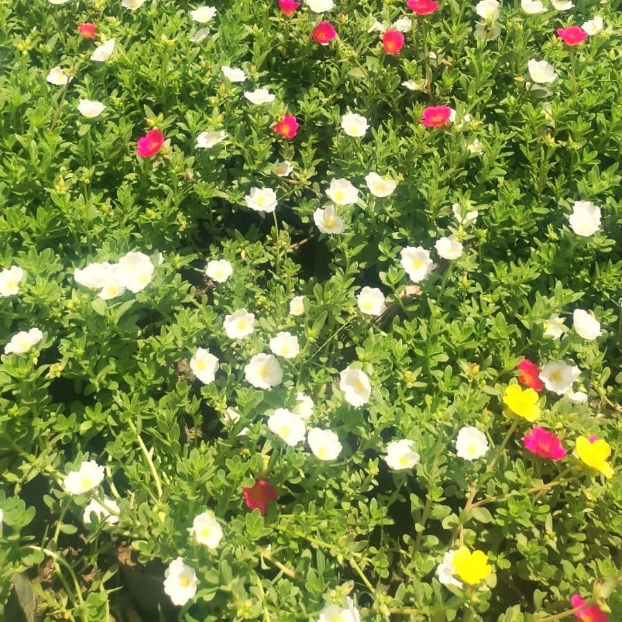 Kulfa / Purslane in 4 inch Nursery bag