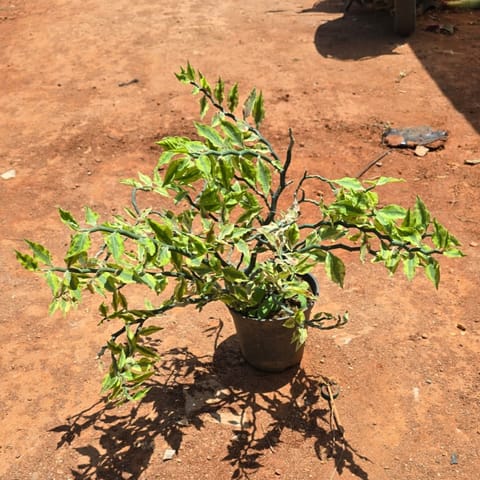 Pedilianthus / Devil's Backbone? in 6 Inch Nursery Pot