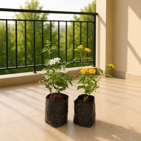 Set of 2 - Lantana (any color) in 4 Inch Nursery Bags