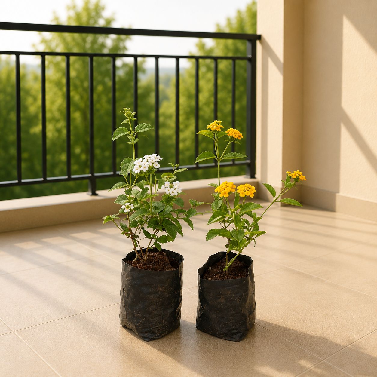 Set of 2 - Lantana (any color) in 4 Inch Nursery Bags