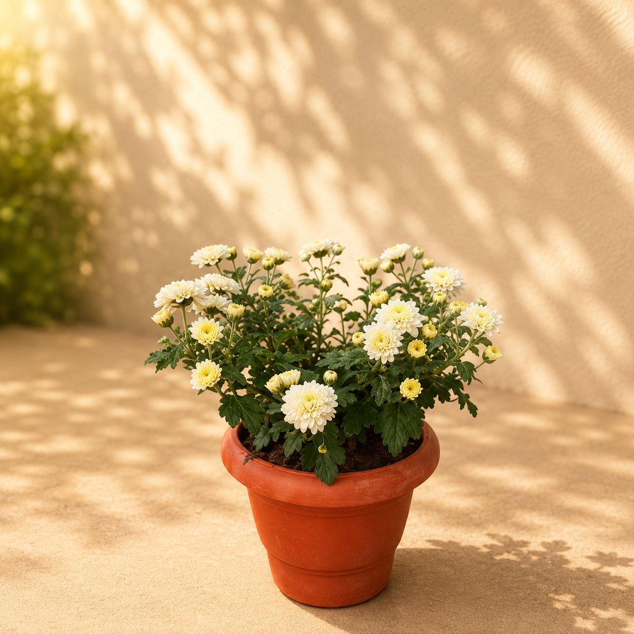Chrysanthemum White in 4 Inch Classy Red Plastic Pot