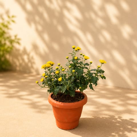 Chrysanthemum Yellow in 4 Inch Classy Red Plastic Pot